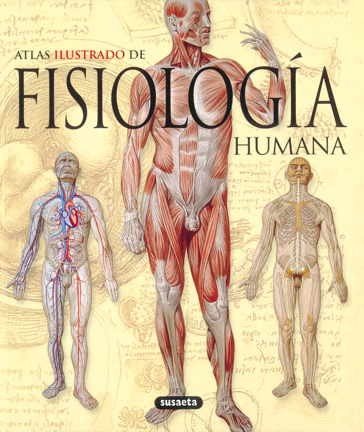 Fisiologa humana